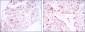 CDK1 Antibody